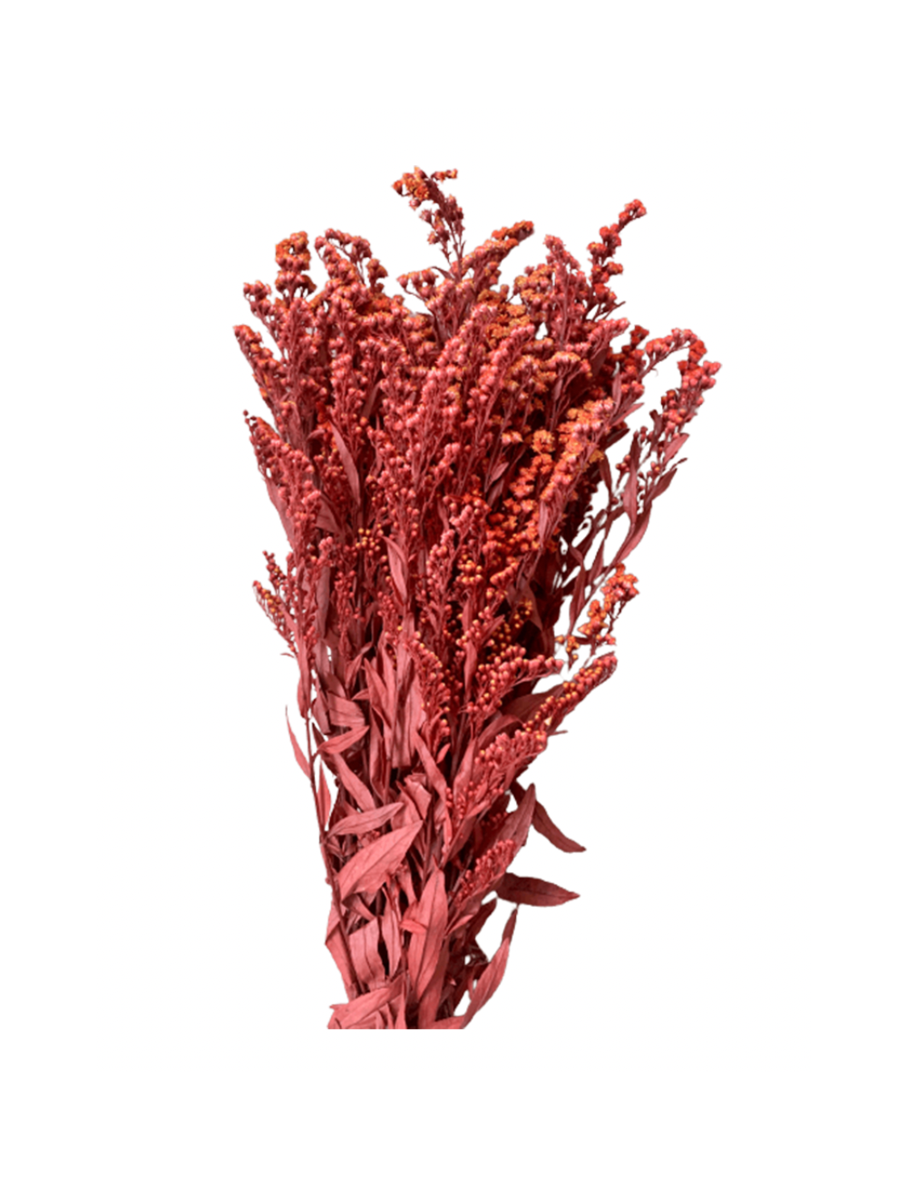Solidago Stabilisé rouge