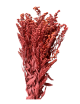 Solidago Stabilisé rouge