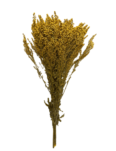 Solidago Stabilisé jaune