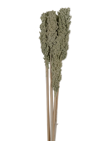 Sorghum Stabilisé vert