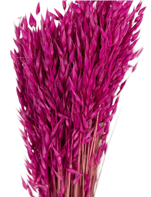 Avoine Séché rose