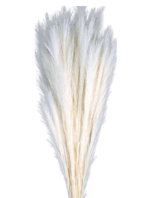 Fox Grass Séché blanc