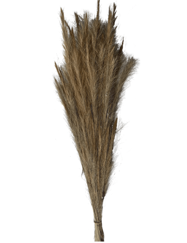 Fox Grass Séché blanc