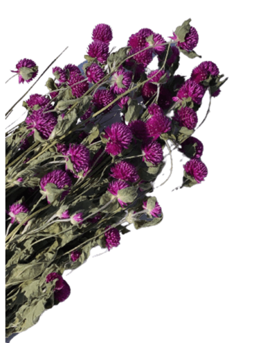 Gomphrena Séché rose