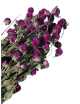 Gomphrena Séché violet