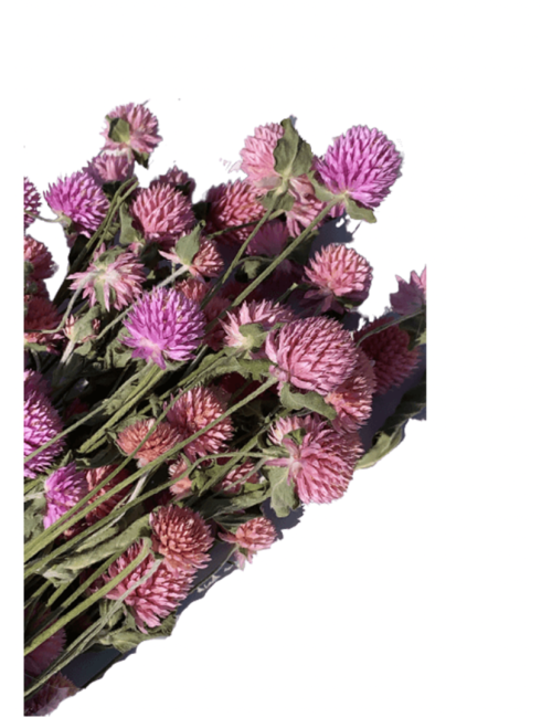 Gomphrena Séché rose