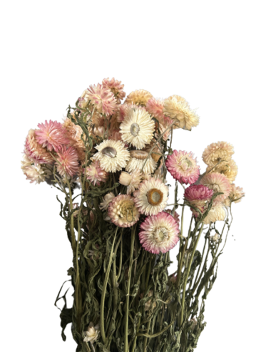 Immortelle Séchée blanche