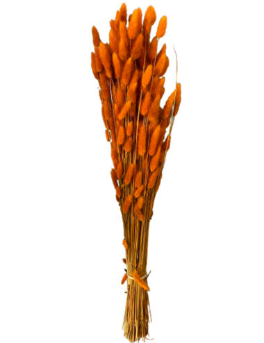 Lagurus Séché orange