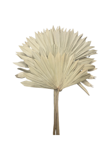 Palm Sun Séchée blanche