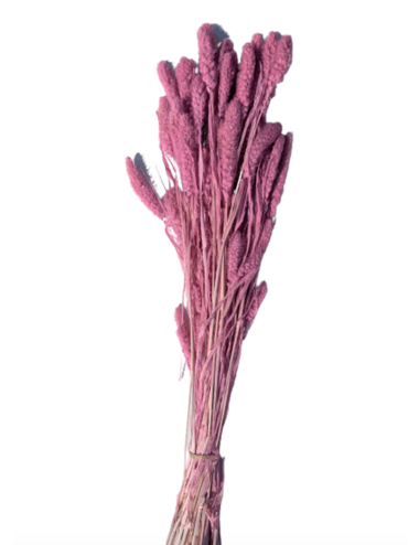 Setaria Séché vert
