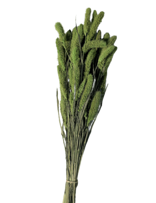 Setaria Séché vert