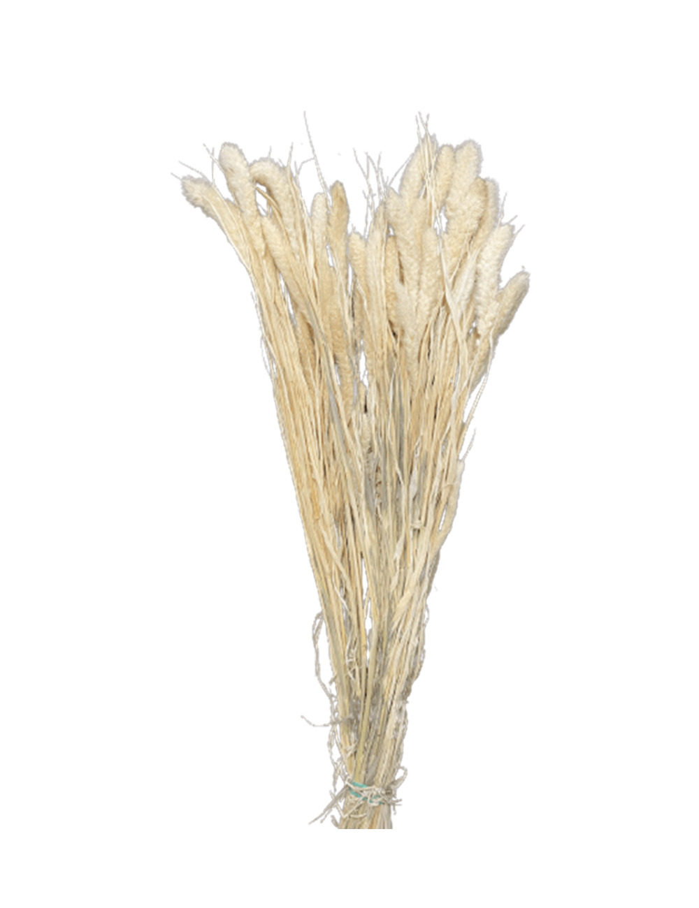 Setaria Séché blanc