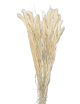 Setaria Séché blanc