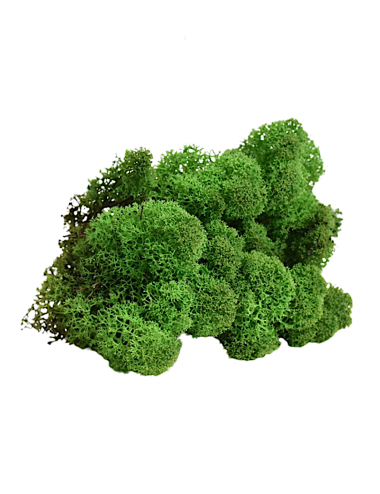 Lichen stabilisé vert foncé