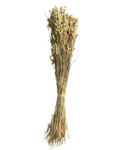 Briza stabilisé jaune