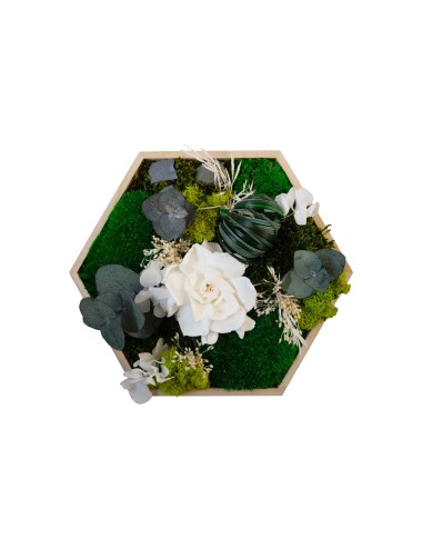 26x26 Hexagone Stabilisé...