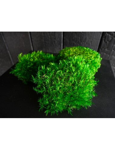 Mousse Boule Stabilisée Vert foncé