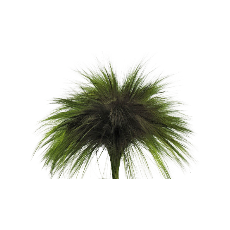 Barba stabilisée verte