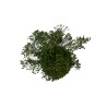 Kokedama vegetal