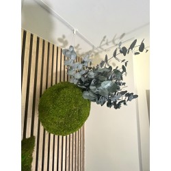 Kokedama Cinerea vert stabilisé