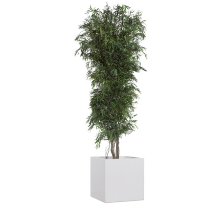 Eucalyptus Nicoly vert