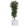 Eucalyptus Nicoly vert