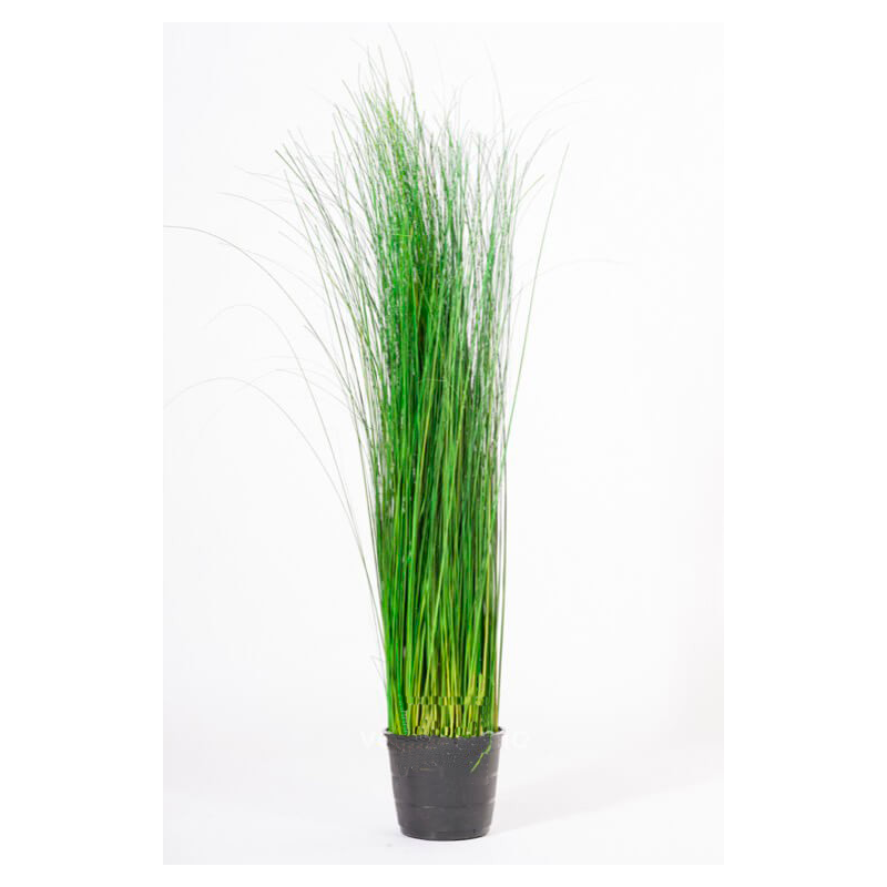 Oriental Ginerium vert