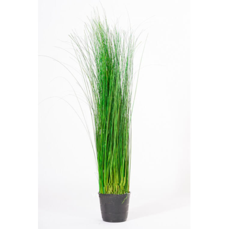 Oriental Ginerium vert