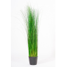Oriental Ginerium vert