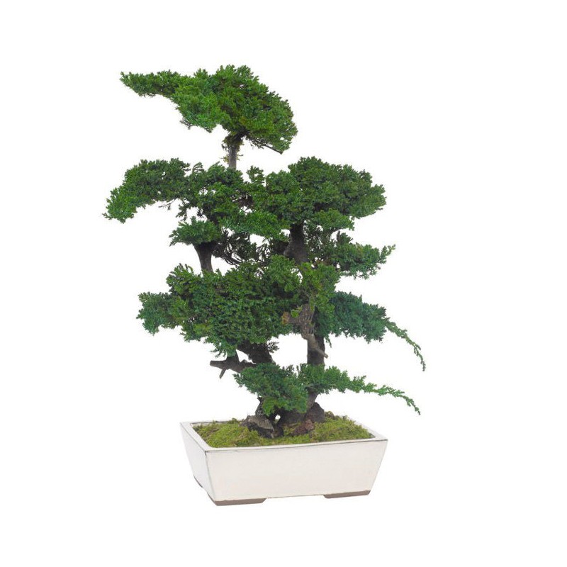 Bonsaï Juniperus Stabilisé vert