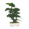 Bonsaï Juniperus Stabilisé vert