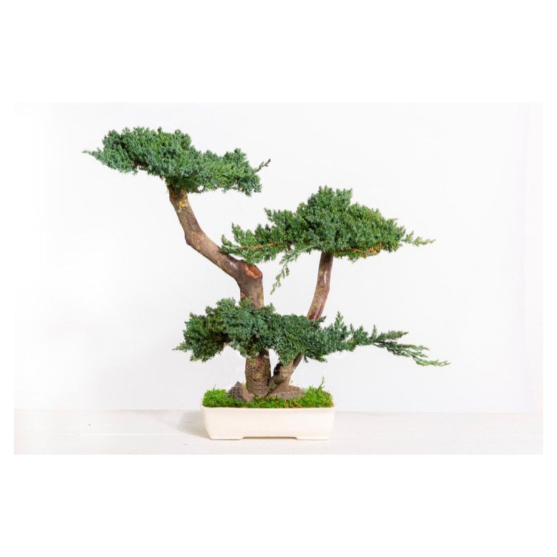 Bonsaï Juniperus Stabilisé vert