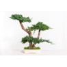 Bonsaï Juniperus Stabilisé vert