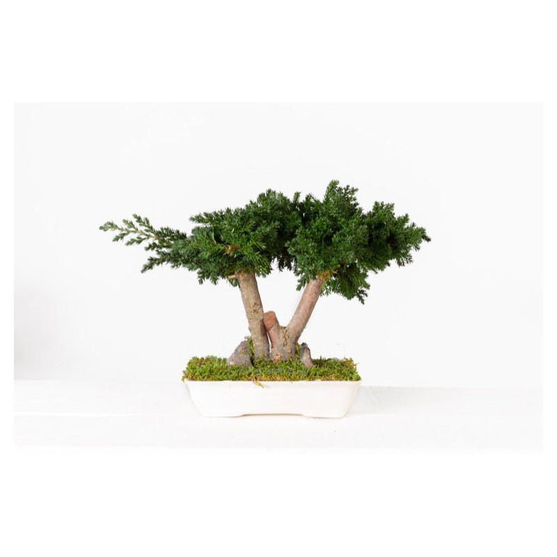 Bonsaï Juniperus Stabilisé vert