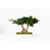Bonsaï Juniperus Stabilisé vert
