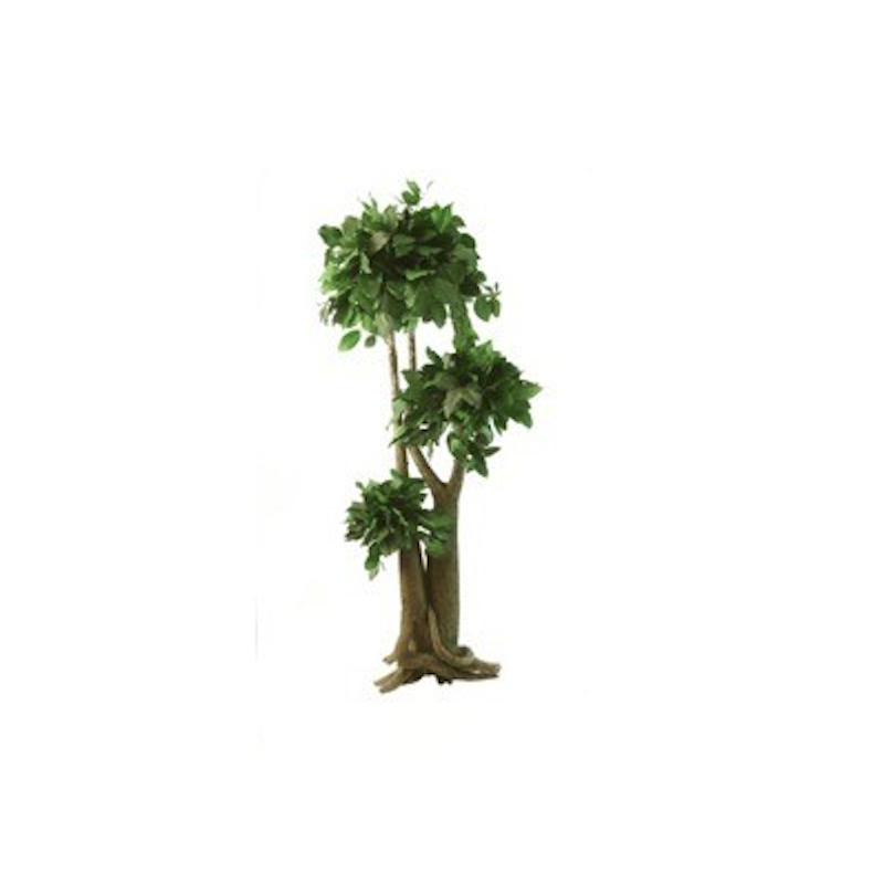 Arbre Bonsaï Salal vert