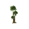 Arbre Bonsaï Salal vert