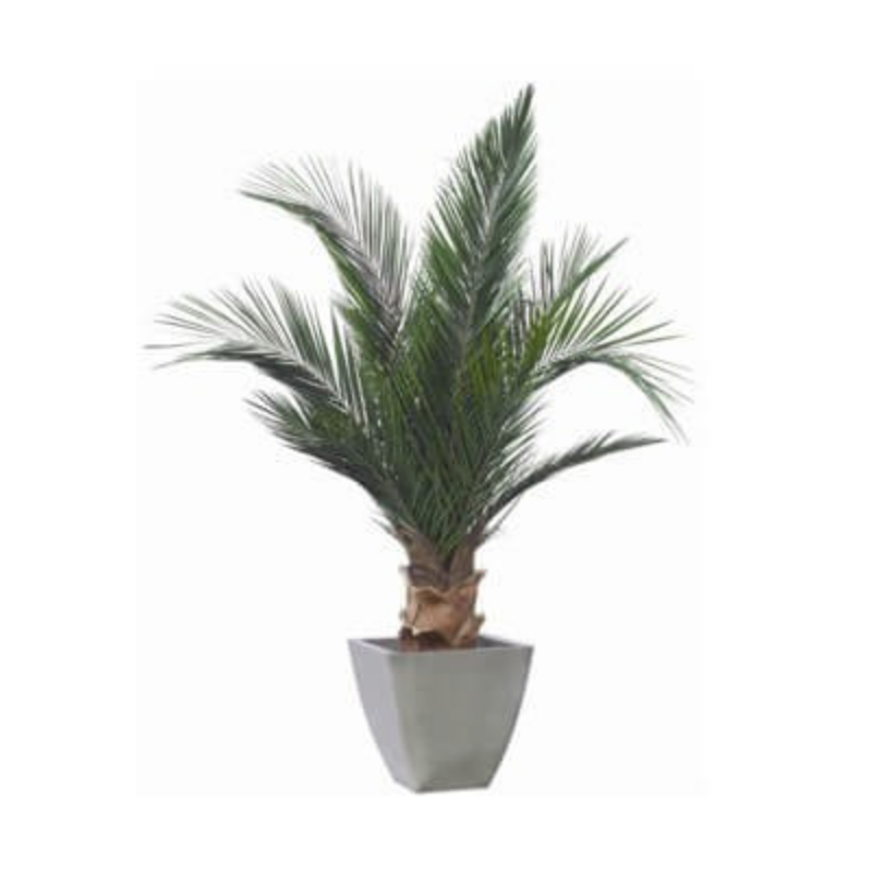 Plante phoenix