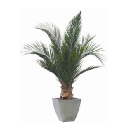 Plante phoenix