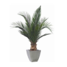 Plante phoenix