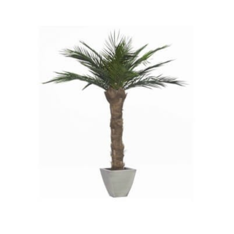 Palmier Phoenix vert