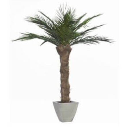 Palmier Phoenix vert