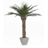 Palmier Phoenix vert