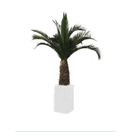 Palmier Phoenix Agave vert