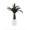 Palmier Phoenix Agave vert