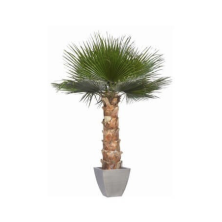 Palmier Washingtonia vert