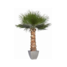 Palmier Washingtonia vert