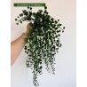 VEGETAL CHUTE