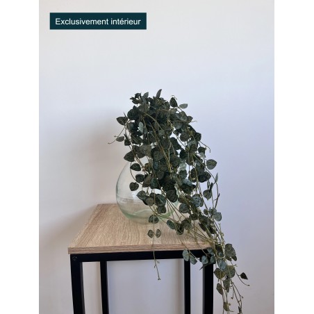 Ceropegia