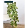 coleus